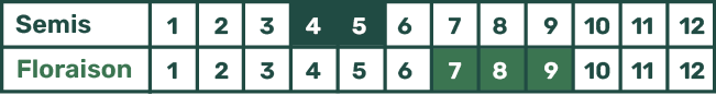 Picto Calendrier Chrysantème