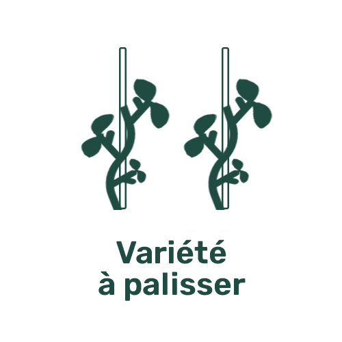 Picto Palisser