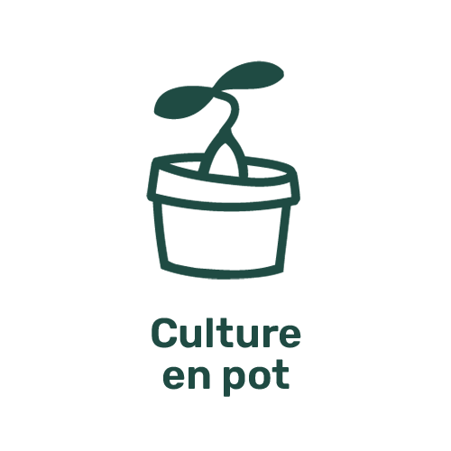 Picto Culture en pot