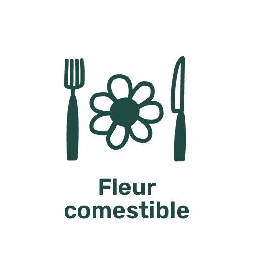 Picto Fleurs comestibles