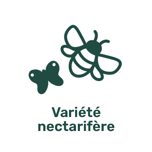 Picto Nectarifère