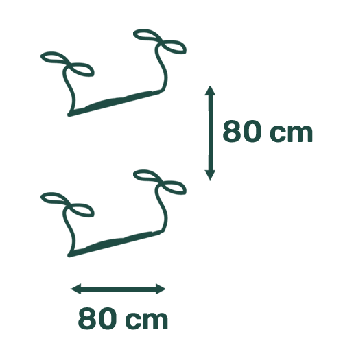 Picto Distance 80x80 cm